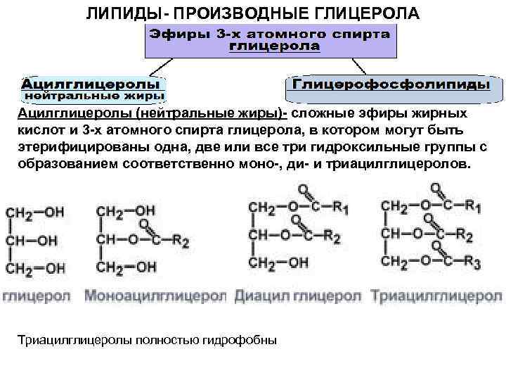 ЛИПИДЫ- ПРОИЗВОДНЫЕ ГЛИЦЕРОЛА Ацилглицеролы (нейтральные жиры)- сложные эфиры жирных кислот и 3 -х атомного