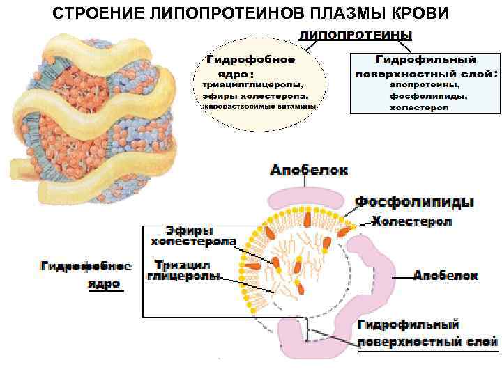 СТРОЕНИЕ ЛИПОПРОТЕИНОВ ПЛАЗМЫ КРОВИ 