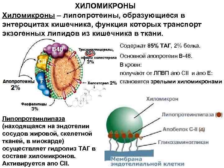 ХИЛОМИКРОНЫ Хиломикроны – липопротеины, образующиеся в энтероцитах кишечника, функция которых транспорт экзогенных липидов из