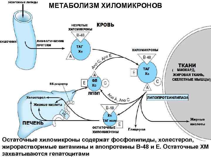 МЕТАБОЛИЗМ ХИЛОМИКРОНОВ Остаточные хиломикроны содержат фосфолипиды, холестерол, жирорастворимые витамины и апопротеины В-48 и Е.