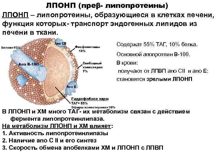 ЛПОНП (преβ- липопротеины) ЛПОНП – липопротеины, образующиеся в клетках печени, функция которых- транспорт эндогенных