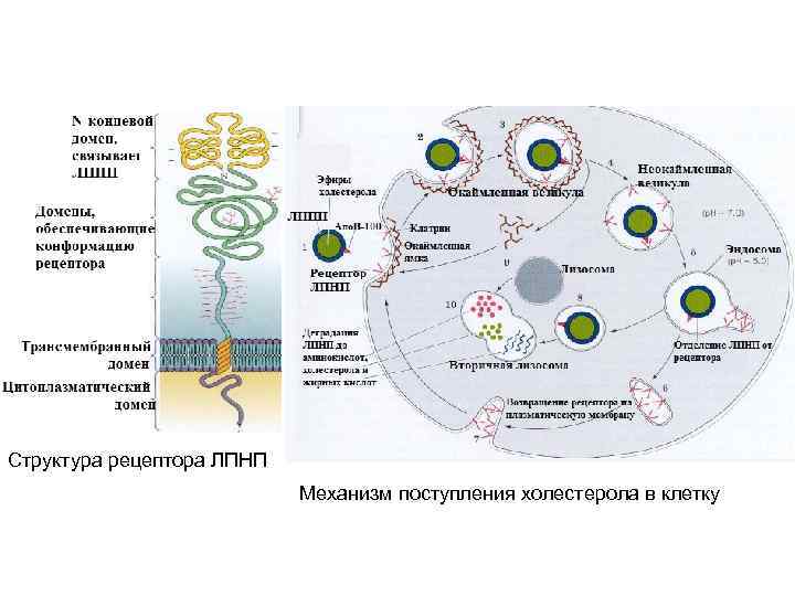Структура рецептора ЛПНП Механизм поступления холестерола в клетку 