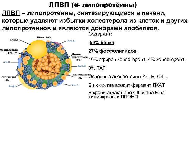ЛПВП (α- липопротеины) ЛПВП – липопротеины, синтезирующиеся в печени, которые удаляют избытки холестерола из