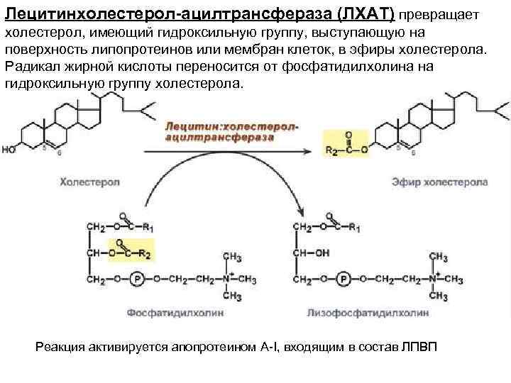 Лецитинхолестерол-ацилтрансфераза (ЛХАТ) превращает холестерол, имеющий гидроксильную группу, выступающую на поверхность липопротеинов или мембран клеток,