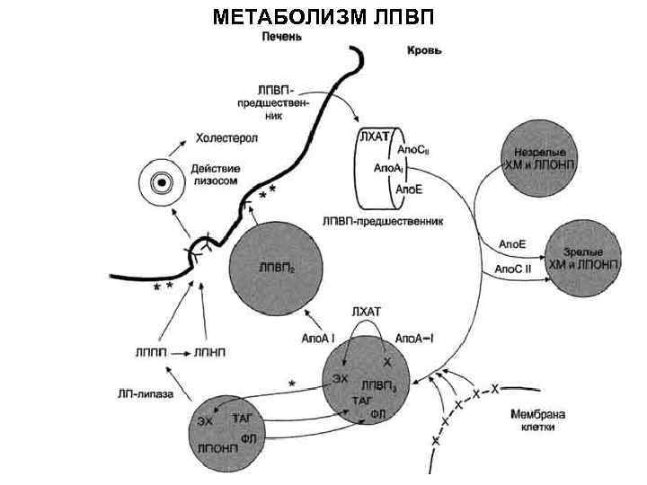 МЕТАБОЛИЗМ ЛПВП 