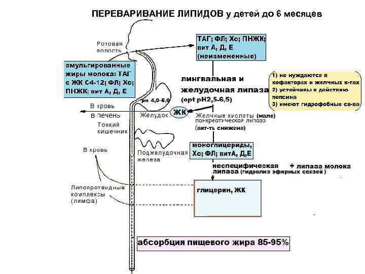 ПЕРЕВАРИВАНИЕ ЛИПИДОВ у детей до 6 месяцев 