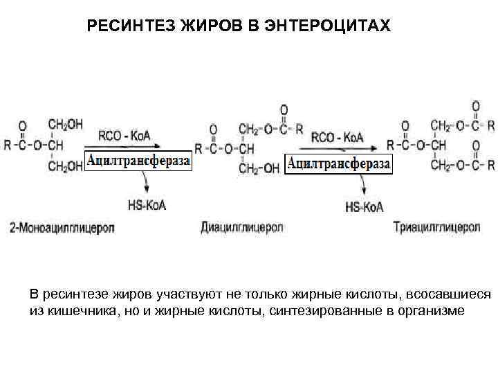 РЕСИНТЕЗ ЖИРОВ В ЭНТЕРОЦИТАХ В ресинтезе жиров участвуют не только жирные кислоты, всосавшиеся из