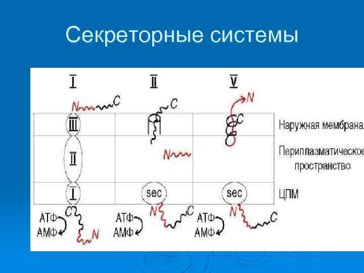 Секреторные системы 