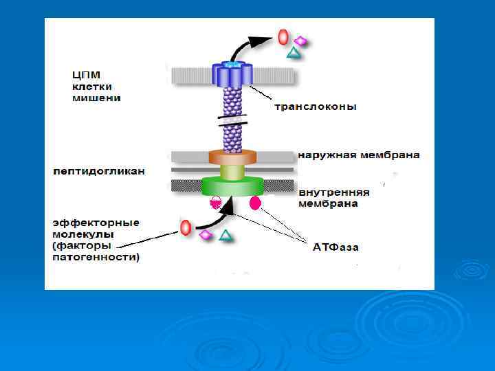     ТТСС Ø Эффекторные белки вызывает  реорганизацию цитоскелета клетки- 