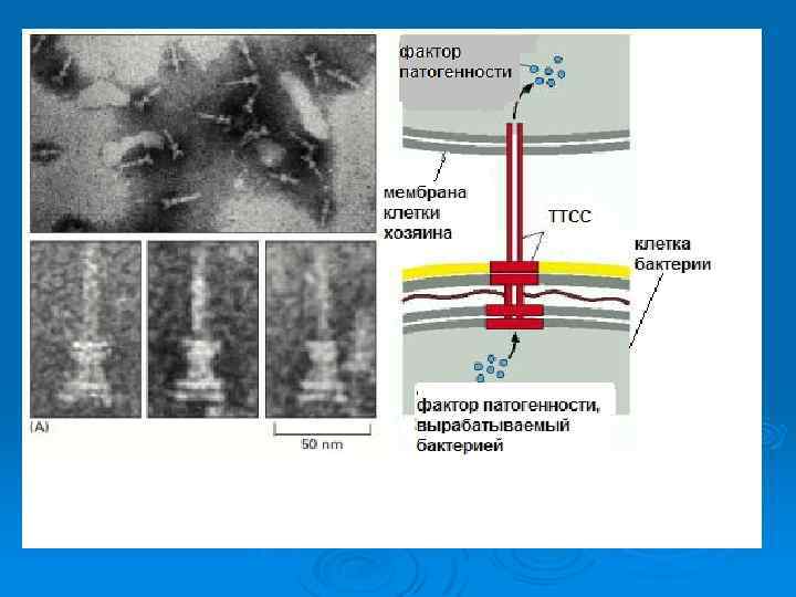    Сравнительная  характеристика токсинов   бактерий   Эндотоксин 