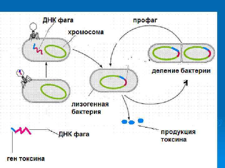   Генетика вируленнтности Ø Экспрессия факторов патгогенности связана с  наличием в геноме