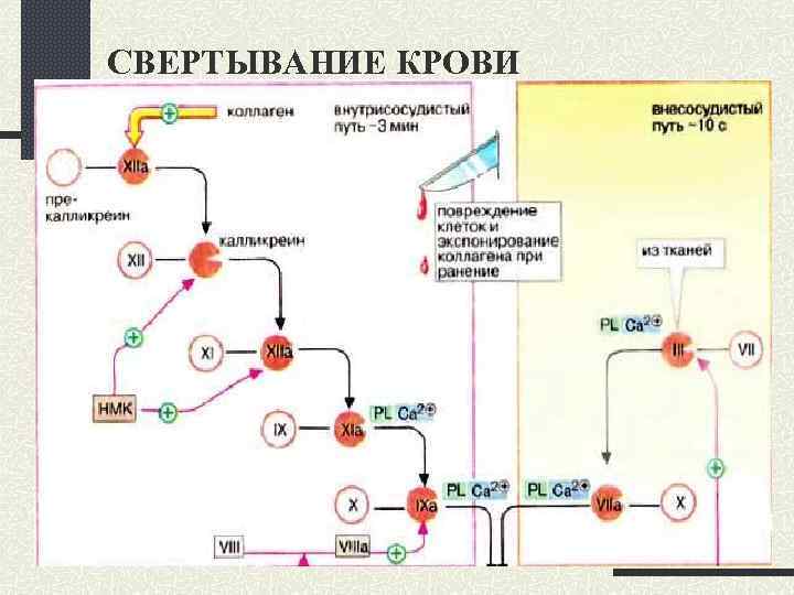 СВЕРТЫВАНИЕ КРОВИ 