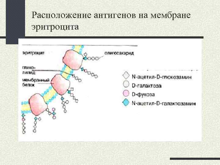 Расположение антигенов на мембране эритроцита 