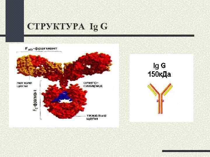 СТРУКТУРА Ig G 