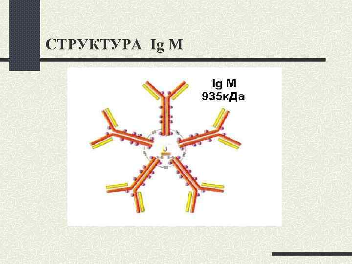 СТРУКТУРА Ig M 