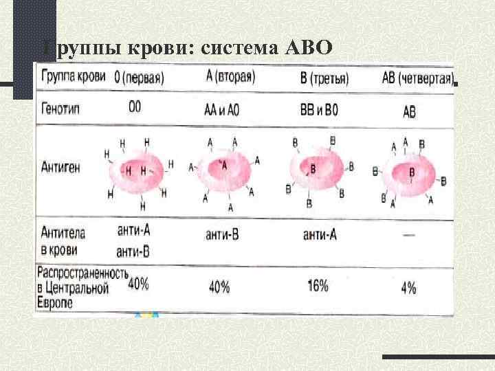 Группы крови: система АВО 
