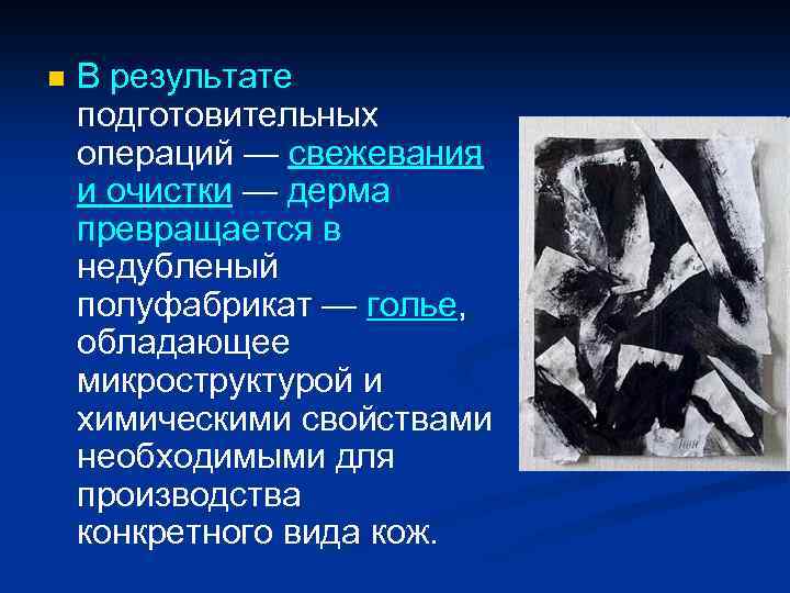 n В результате подготовительных операций — свежевания и очистки — дерма превращается в недубленый