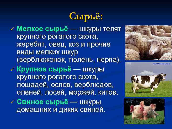 От крупного рогатого скота получают. Сырье от рогатого скота. К крупному кожевенному сырью относят шкуры. Крупный и мелкий рогатый скот. Шкура крупного рогатого скота.