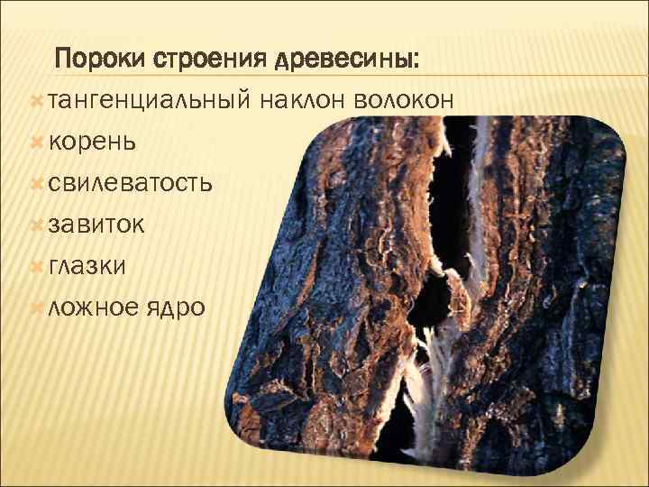 Пороки строения древесины: тангенциальный наклон волокон корень свилеватость завиток глазки ложное ядро 