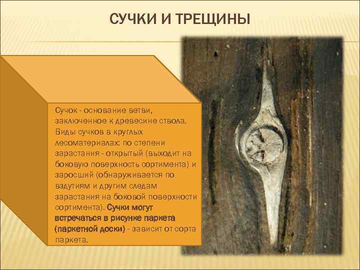СУЧКИ И ТРЕЩИНЫ Сучок - основание ветви, заключенное к древесине ствола. Виды сучков в