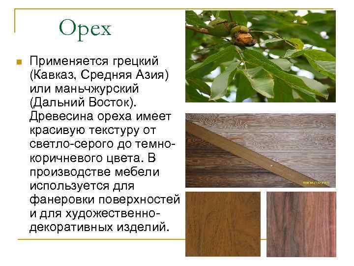 Орех n Применяется грецкий (Кавказ, Средняя Азия) или маньчжурский (Дальний Восток). Древесина ореха имеет