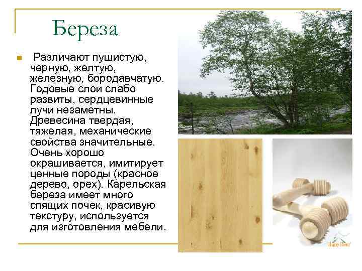 Береза n Различают пушистую, черную, желтую, железную, бородавчатую. Годовые слои слабо развиты, сердцевинные лучи