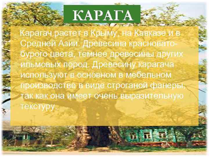 КАРАГА Карагач растет в Крыму, на Кавказе и в Ч Средней Азии. Древесина красноватобурого