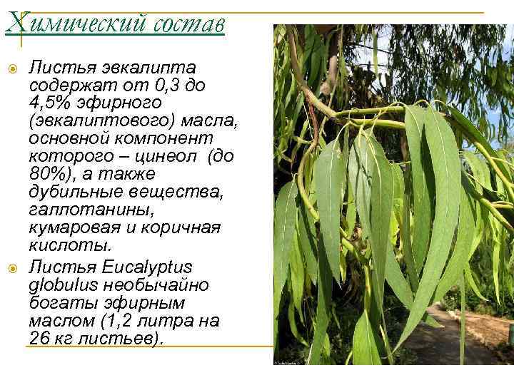 Химический состав Листья эвкалипта содержат от 0, 3 до 4, 5% эфирного (эвкалиптового) масла,