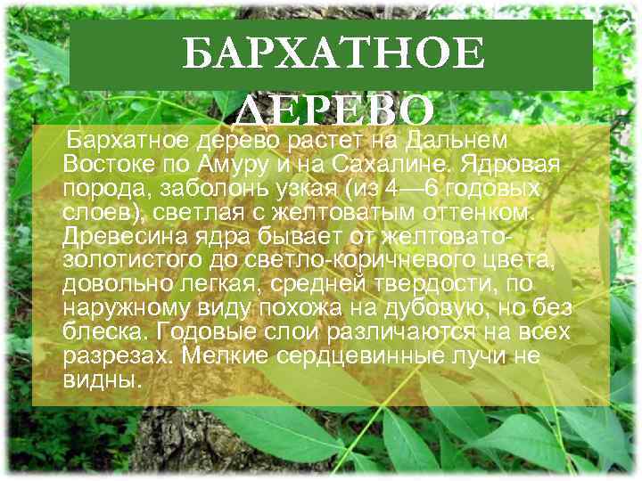 БАРХАТНОЕ ДЕРЕВО Бархатное дерево растет на Дальнем Востоке по Амуру и на Сахалине. Ядровая