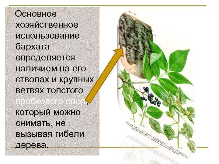  Основное хозяйственное использование бархата определяется наличием на его стволах и крупных ветвях толстого