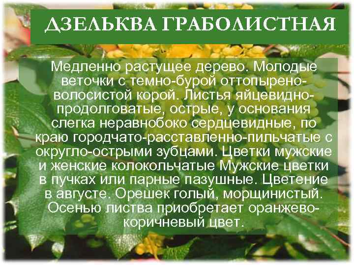 ДЗЕЛЬКВА ГРАБОЛИСТНАЯ Медленно растущее дерево. Молодые веточки с темно-бурой оттопыреноволосистой корой. Листья яйцевиднопродолговатые, острые,