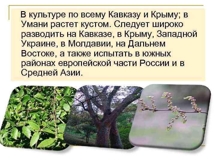  В культуре по всему Кавказу и Крыму; в Умани растет кустом. Следует широко
