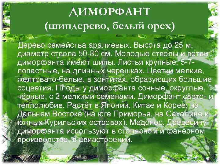 ДИМОРФАНТ (шипдерево, белый орех) Дерево семейства аралиевых. Высота до 25 м, диаметр ствола 50