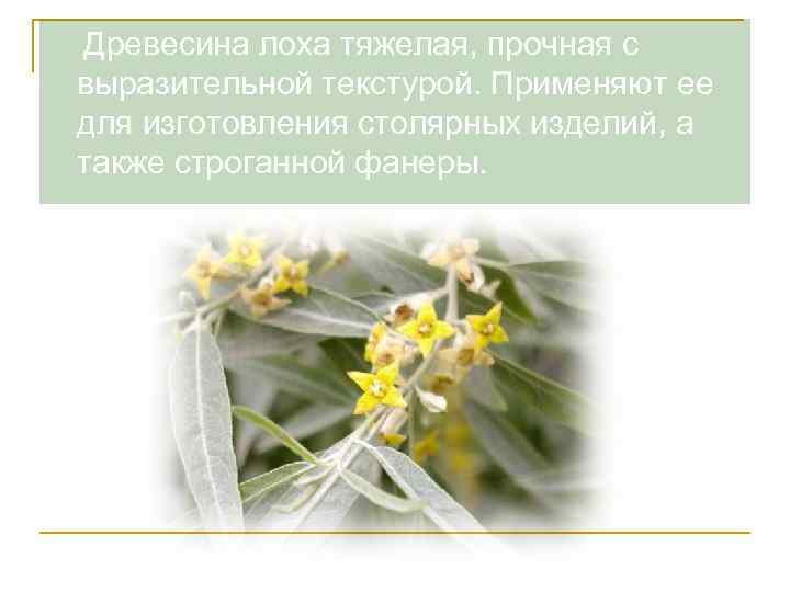  Древесина лоха тяжелая, прочная с выразительной текстурой. Применяют ее для изготовления столярных изделий,