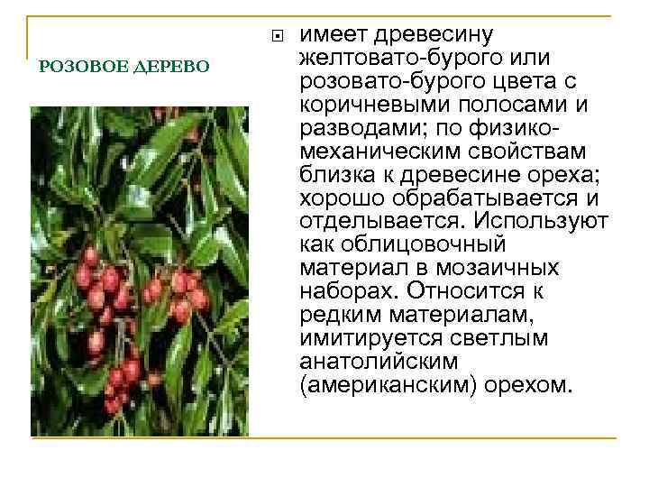  РОЗОВОЕ ДЕРЕВО имеет древесину желтовато-бурого или розовато-бурого цвета с коричневыми полосами и разводами;