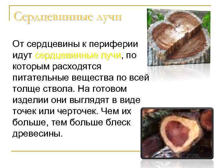 Сердцевинные лучи От сердцевины к периферии идут сердцевинные лучи, по сердцевинные лучи которым расходятся