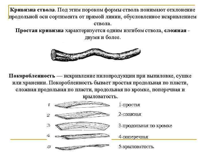 Кривизна ствола. Под этим пороком формы ствола понимают отклонение продольной оси сортимента от прямой