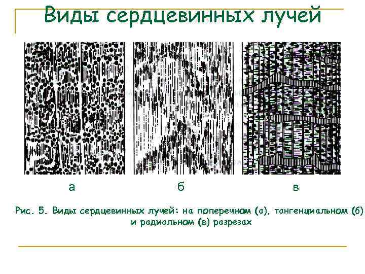 Виды сердцевинных лучей а б в Рис. 5. Виды сердцевинных лучей: на поперечном (а),