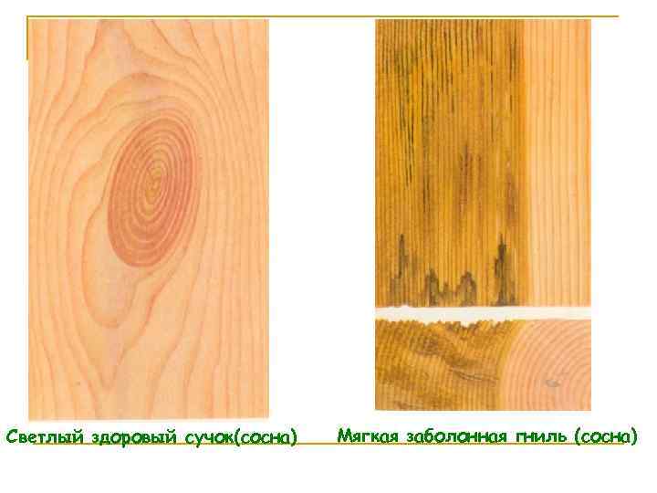 Светлый здоровый сучок(сосна) Мягкая заболонная гниль (сосна) 