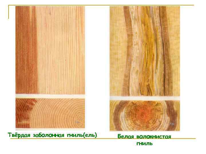 Твёрдая заболонная гниль(ель) Белая волокнистая гниль 