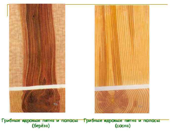 Грибные ядровые пятна и полосы (берёза) Грибные ядровые пятна и полосы (сосна) 