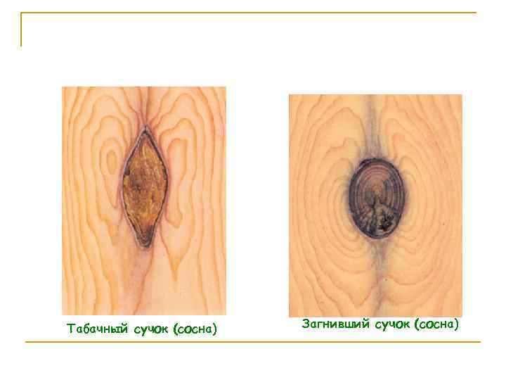 Табачный сучок (сосна) Загнивший сучок (сосна) 