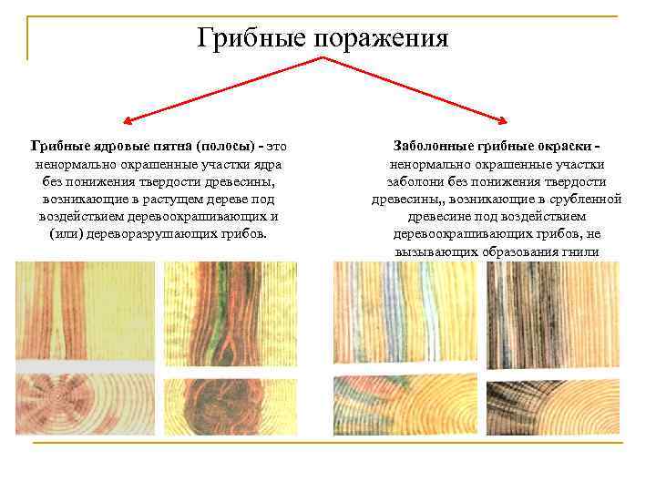 Грибные поражения Грибные ядровые пятна (полосы) - это ненормально окрашенные участки ядра без понижения