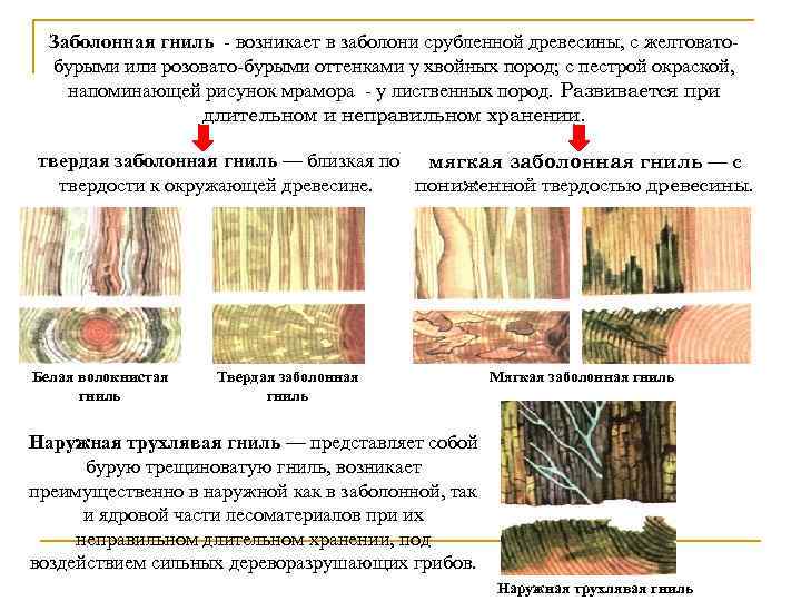 Заболонная гниль - возникает в заболони срубленной древесины, с желтоватобурыми или розовато-бурыми оттенками у