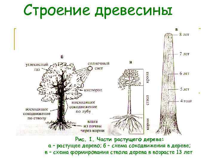 Строение древесины Рис. 1. Части растущего дерева: а – растущее дерево; б – схема