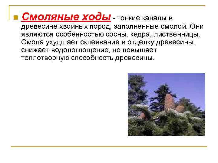 n Смоляные ходы - тонкие каналы в древесине хвойных пород, заполненные смолой. Они являются