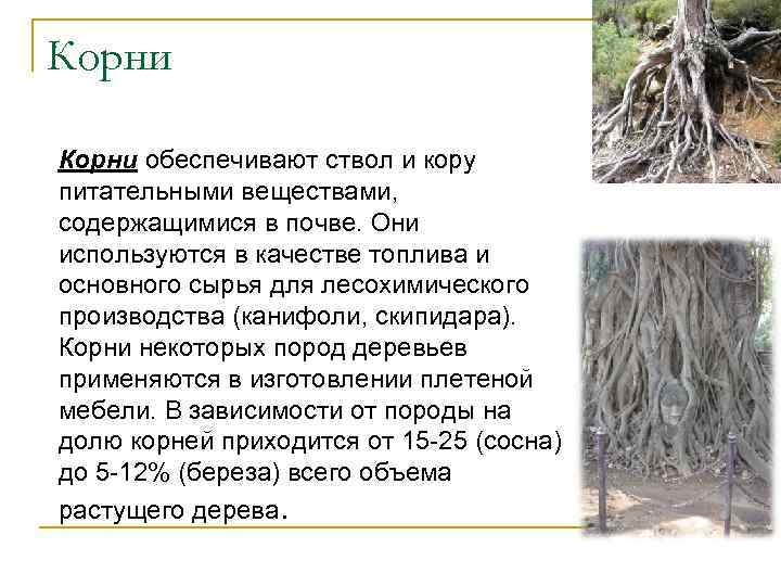 Корни обеспечивают ствол и кору питательными веществами, содержащимися в почве. Они используются в качестве