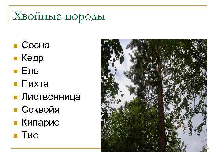Хвойные породы n n n n Сосна Кедр Ель Пихта Лиственница Секвойя Кипарис Тис