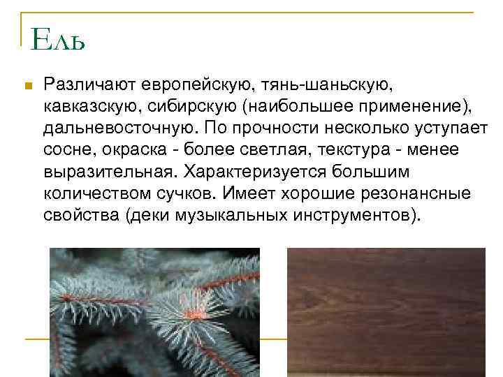 Ель n Различают европейскую, тянь-шаньскую, кавказскую, сибирскую (наибольшее применение), дальневосточную. По прочности несколько уступает