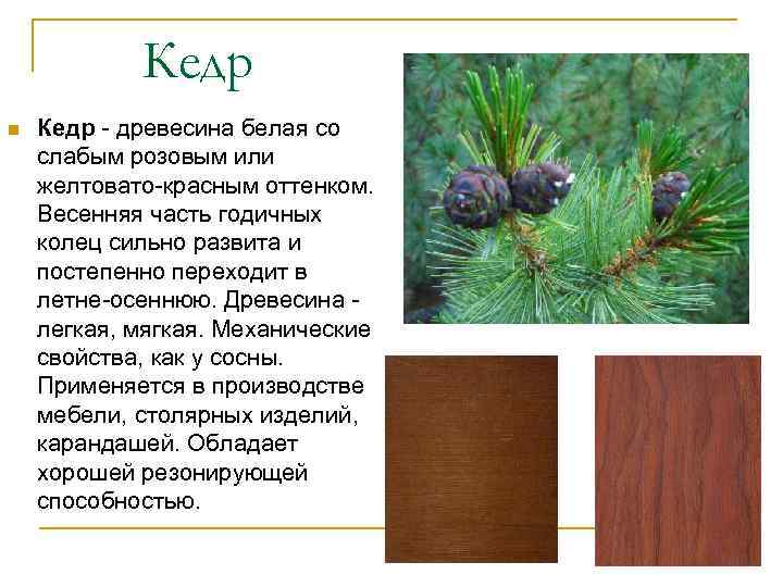 Кедр n Кедр - древесина белая со слабым розовым или желтовато-красным оттенком. Весенняя часть